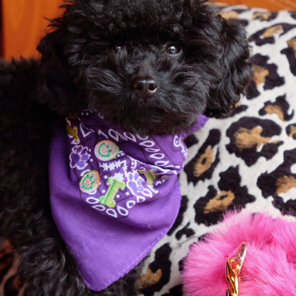 Purple bandana with dog design | Designed by Femke